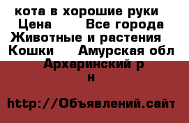 кота в хорошие руки › Цена ­ 0 - Все города Животные и растения » Кошки   . Амурская обл.,Архаринский р-н